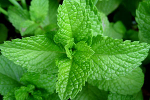 Fresh Mint Leaves Juice for pimple cure by kalavita sinhala website